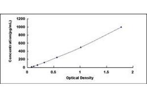 Bone Morphogenetic Protein 8B (BMP8) ELISA Kit