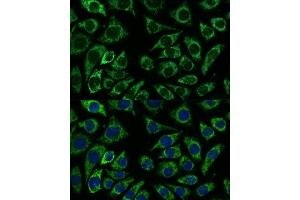 Immunofluorescence analysis of L929 cells using IDH3A antibody (ABIN7268029) at dilution of 1:100.