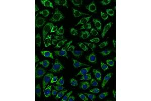 Immunofluorescence analysis of L929 cells using IDH3A antibody (ABIN7268029) at dilution of 1:100. (IDH3A anticorps  (AA 28-366))