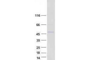 Validation with Western Blot