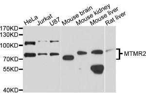 Western blot analysis of extracts of various cells, using MTMR2 antibody. (MTMR2 anticorps)