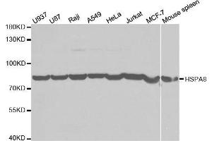 Western blot analysis of extracts of various cell lines, using HSPA8 antibody. (Hsc70 anticorps  (AA 1-300))