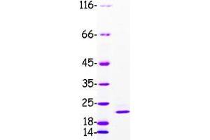 Validation with Western Blot