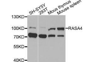 Western blot analysis of extracts of various cells, using RASA4 antibody. (RASA4 anticorps)