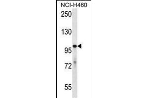 USP6 Antibody  (ABIN650700 and ABIN2839178) western blot analysis in NCI- cell line lysates (35 μg/lane). (USP6 anticorps  (C-Term))