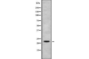 Western blot analysis of Histone H1X using K562 whole cell lysates (H1FX anticorps  (N-Term))