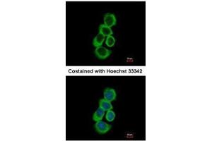 ICC/IF Image Immunofluorescence analysis of methanol-fixed A431, using BHMT, antibody at 1:500 dilution. (BHMT anticorps)
