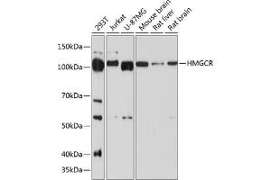 Western blot analysis of extracts of various cell lines, using HMGCR antibody (ABIN7265326) at 1:1000 dilution. (HMGCR anticorps)