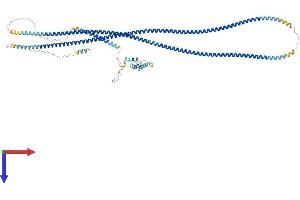 AlphaFold protein structure predicition of Human Recombinant GOLGA1 Protein, UniprotID Q92805