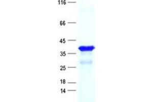 Validation with Western Blot (C14H10ORF84 Protein (His tag))