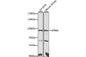 Western blot analysis of extracts of various cell lines, using STRN3 antibody (ABIN6129134, ABIN6148646, ABIN6148648 and ABIN6222490) at 1:1000 dilution.