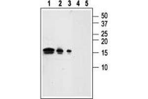 anti-Glial Cell Line Derived Neurotrophic Factor (GDNF) (AA 192-207), (Mature) antibody