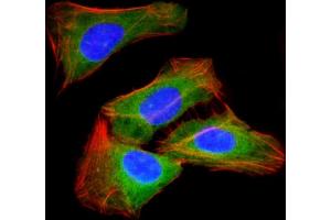 Immunofluorescent analysis of 4 % paraformaldehyde-fixed, 0.