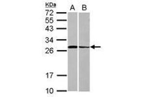 Image no. 1 for anti-Syntaxin 3 (STX3) (AA 1-214) antibody (ABIN1501220) (STX3 anticorps  (AA 1-214))