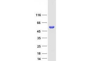 Validation with Western Blot