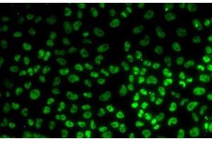Immunofluorescence analysis of U2OS cells using BUB3 Polyclonal Antibody (BUB3 anticorps)