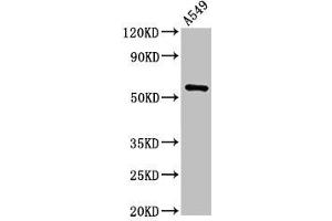 Western Blot Positive WB detected in: A549 whole cell lysate All lanes: TRIM21 antibody at 2 μg/mL Secondary Goat polyclonal to rabbit IgG at 1/50000 dilution Predicted band size: 55, 46 kDa Observed band size: 55 kDa (TRIM21 anticorps  (AA 1-475))