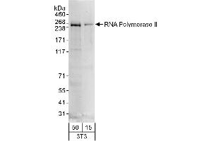 Western Blotting (WB) image for anti-RNA Polymerase II (C-Term) antibody (ABIN7449805) (RNA Polymerase II anticorps  (C-Term))