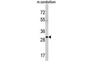 Western blot analysis of YWHAG Antibody (Center) in mouse cerebellum tissue lysates (35ug/lane). (14-3-3 gamma anticorps  (Middle Region))