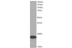 Image no. 1 for anti-PYD and CARD Domain Containing (PYCARD) (C-Term) antibody (ABIN374154) (PYCARD anticorps  (C-Term))