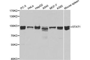 Western blot analysis of extracts of various cell lines, using STAT1 antibody (ABIN5969976) at 1/1000 dilution.