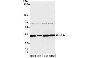 Western Blotting (WB) image for anti-Prohibitin 2 (PHB2) (AA 225-275) antibody (ABIN7450649) (Prohibitin 2 anticorps  (AA 225-275))