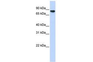 Image no. 1 for anti-Glycogen Synthase 2, Liver (GYS2) (AA 612-661) antibody (ABIN6740933) (Glycogen Synthase 2 anticorps  (AA 612-661))
