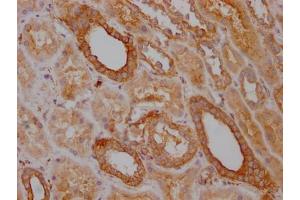 IHC image of ABIN7127853 diluted at 1:100 and staining in paraffin-embedded human kidney tissue performed on a Leica BondTM system. (Recombinant TRAF2 anticorps)