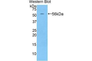 Western Blotting (WB) image for anti-Histidine-Rich Glycoprotein (HRG) (AA 93-328) antibody (ABIN1859201) (HRG anticorps  (AA 93-328))