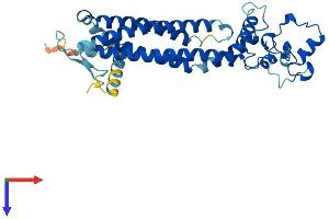 AlphaFold protein structure predicition of Mouse Recombinant Prph2 Protein, UniprotID P15499
