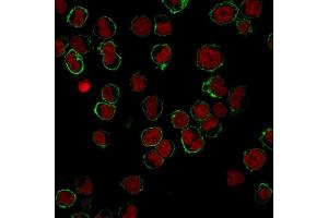 Immunofluorescence Analysis of K562 cells labeling CD43 with CD43 Mouse Monoclonal Antibody (DF-T1) followed by Goat anti-Mouse IgG-CF488 (Green).