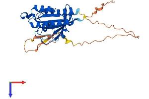 AlphaFold protein structure predicition of Human Recombinant RASL12 Protein, UniprotID Q9NYN1