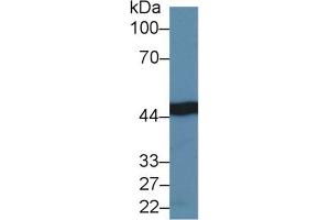 Rabbit Detection antibody from the kit in WB with Positive Control: Sample Human Liver lysate. (IDH1 Kit CLIA)