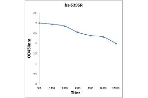 anti-Interleukin 7 Receptor (IL7R) (pTyr449) antibody