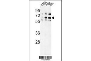 Western blot analysis of TRIP13 Antibody in K562, Hela, 293 cell line lysates (35ug/lane) (TRIP13 anticorps  (N-Term))