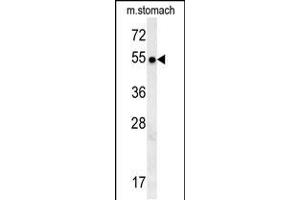 STA18 Antibody (N-term) (ABIN657881 and ABIN2846836) western blot analysis in mouse stomach tissue lysates (15 μg/lane). (SPATA18 anticorps  (N-Term))