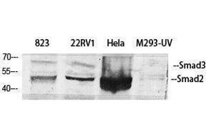 Western Blotting (WB) image for anti-Smad2/3 Transcription Factor (SMAD2/3) (Ser104) antibody (ABIN3186990) (Smad2/3 anticorps  (Ser104))