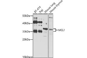 Western blot analysis of extracts of various cell lines, using MCL1 antibody (ABIN3020787, ABIN3020788, ABIN3020789 and ABIN6213724) at 1:1000 dilution.