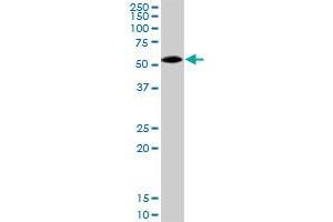 AHSG MaxPab rabbit polyclonal antibody. (Fetuin A anticorps  (AA 1-367))