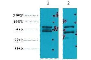 Western Blot (WB) analysis of 1) HeLa, 2) HepG2, diluted at 1:2000.
