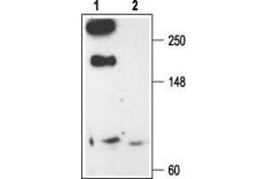 Western blot analysis of rat brain membranes: - 1.
