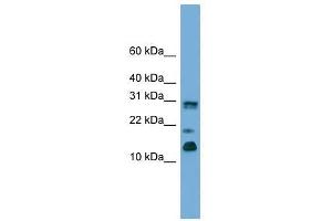 PEA15 antibody used at 0.