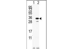 Western blot analysis of PD(arrow) using rabbit polyclonal PD Antibody (C-term) (ABIN390190 and ABIN2840681). (PDAP1 anticorps  (C-Term))