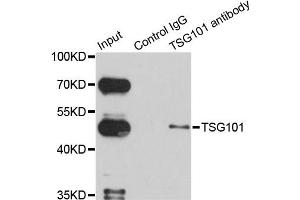 Immunoprecipitation analysis of 150ug extracts of HeLa cells using 3ug TSG101 antibody. (TSG101 anticorps)