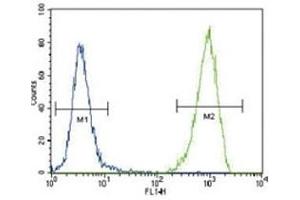 FLT3 antibody flow cytometric analysis of 293 cells (right histogram) compared to a negative control (left histogram).