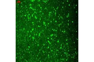 Immunofluorescence staining of human hippocampus with CACH2C monoclonal antibody, clone S57-46 . (CACH2C anticorps  (AA 1507-1733))