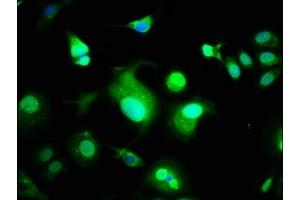 Immunofluorescence staining of MCF-7 cells with ABIN7175871 at 1:100, counter-stained with DAPI. (WWOX anticorps  (AA 1-180))