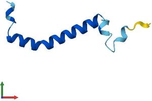 AlphaFold protein structure predicition of Human Recombinant UQCR11 Protein, UniprotID O14957