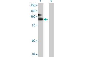 Western Blot analysis of VCAM1 expression in transfected 293T cell line by VCAM1 MaxPab polyclonal antibody. (VCAM1 anticorps  (AA 1-739))