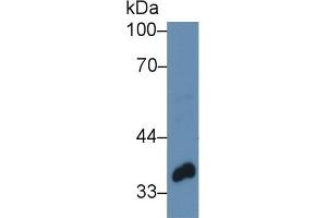 Western blot analysis of Pig Mammary gland lysate, using Human TWF1 Antibody (3 µg/ml) and HRP-conjugated Goat Anti-Rabbit antibody ( (TWF1 anticorps  (AA 1-252))